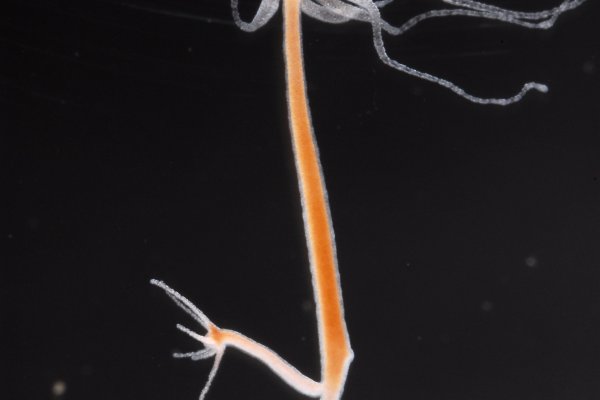 Кракен сайт krknwebs