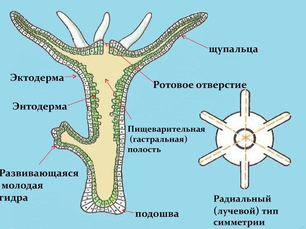 Кракен это даркнет маркетплейс